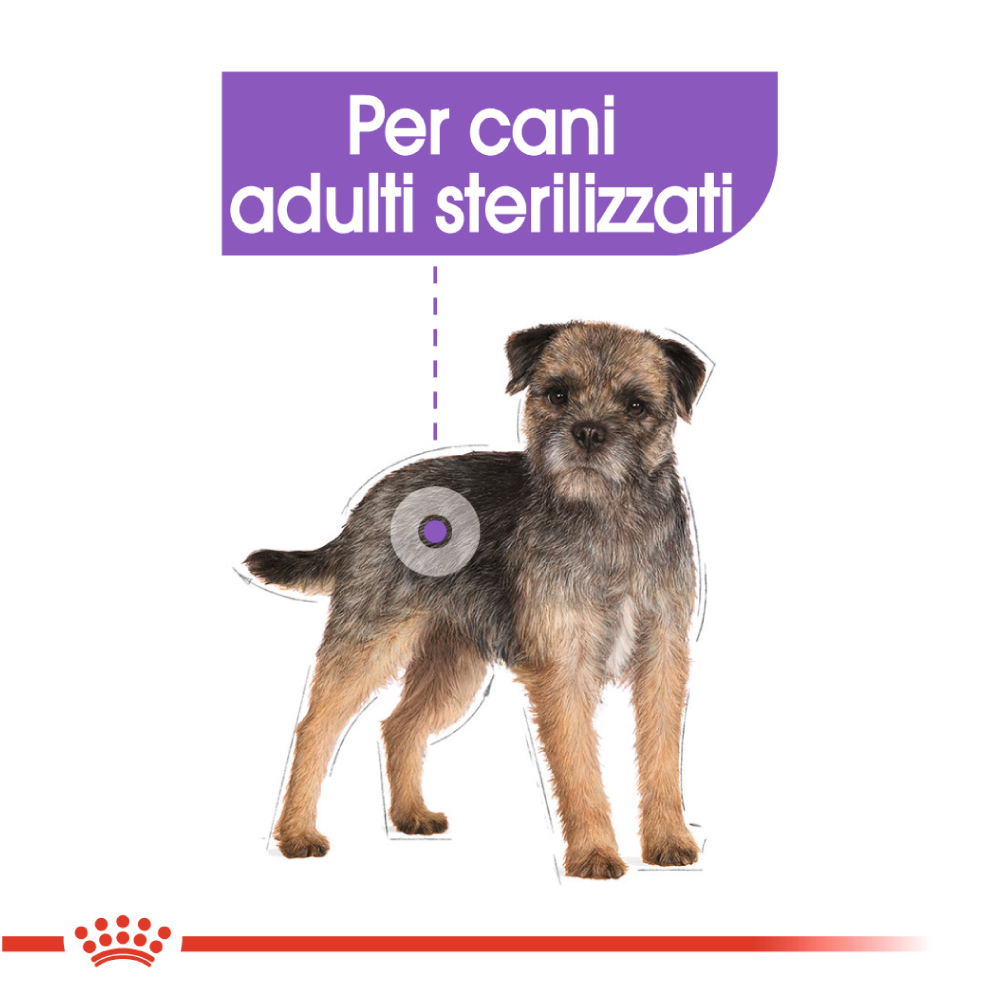 royal-canin-dog-ccn-mini-sterilised-gallery-6