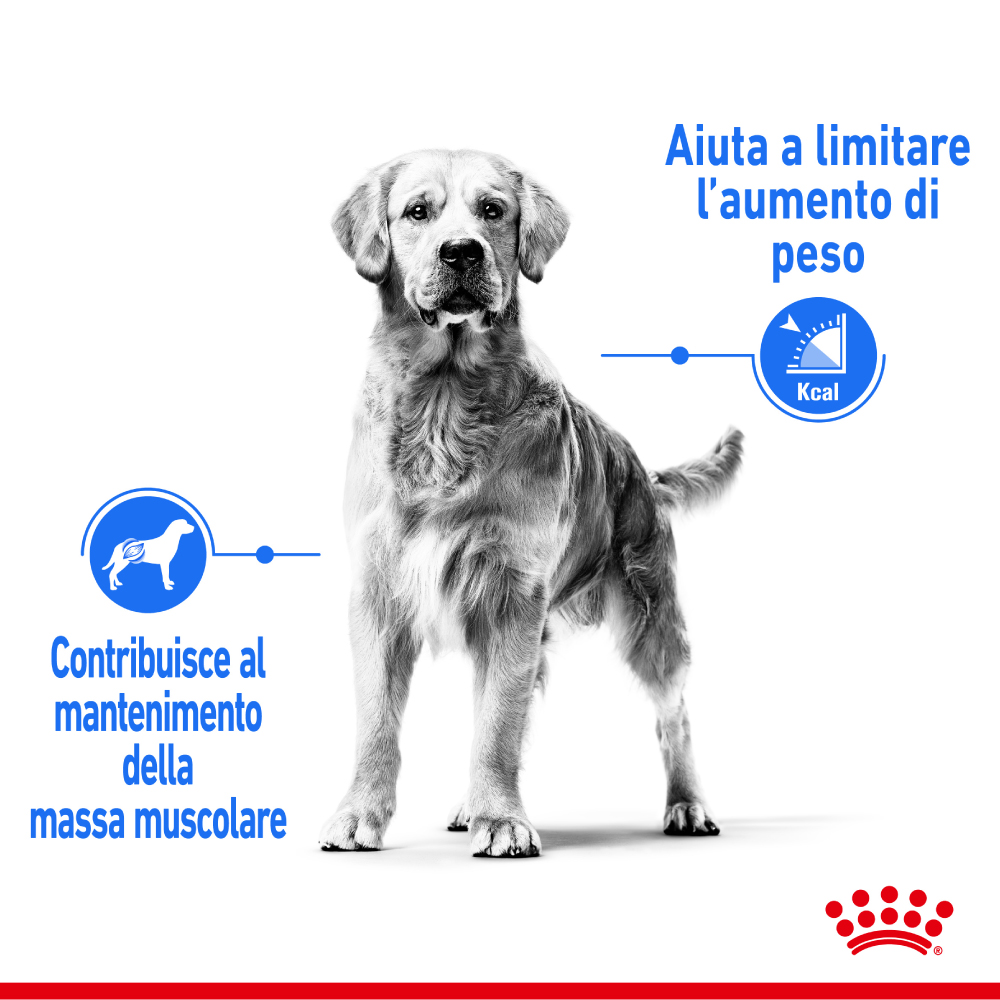 royal-canin-dog-maxi-light-weight-care-gallery-4