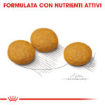 royal-canin-dog-medium-dermacomfort-gallery-3