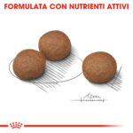 royal-canin-dog-medium-digestive-care-gallery (3)