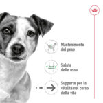 royal-canin-dog-mini-ageing-12-gallery-10
