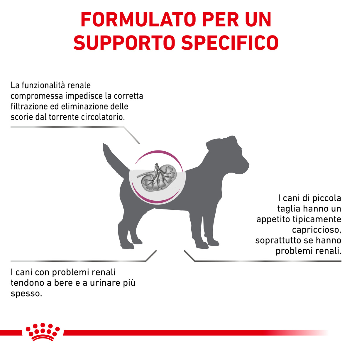 Supporto specifico per problemi renali nei cani