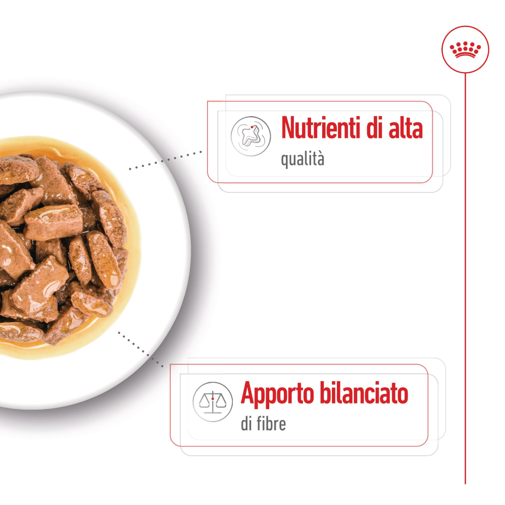 Piatto di cibo umido per cane