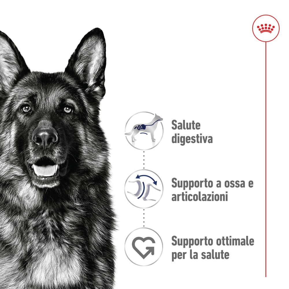 Pastore tedesco con benefici nutrizionali evidenziati