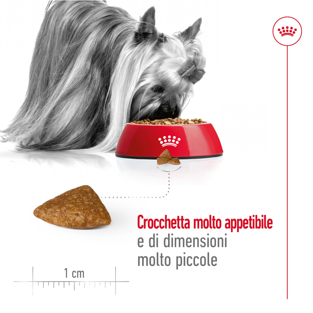 royal-canin-shn-dog-x-small-ageing-12-gallery-8