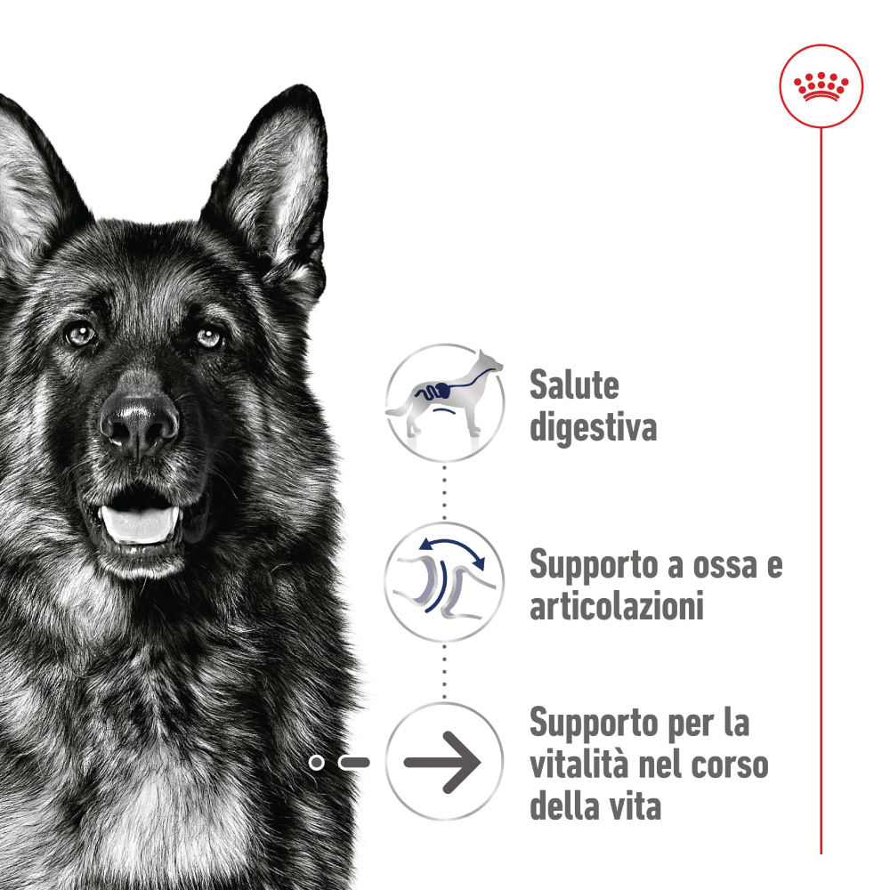 Pastore tedesco con benefici nutrizionali illustrati