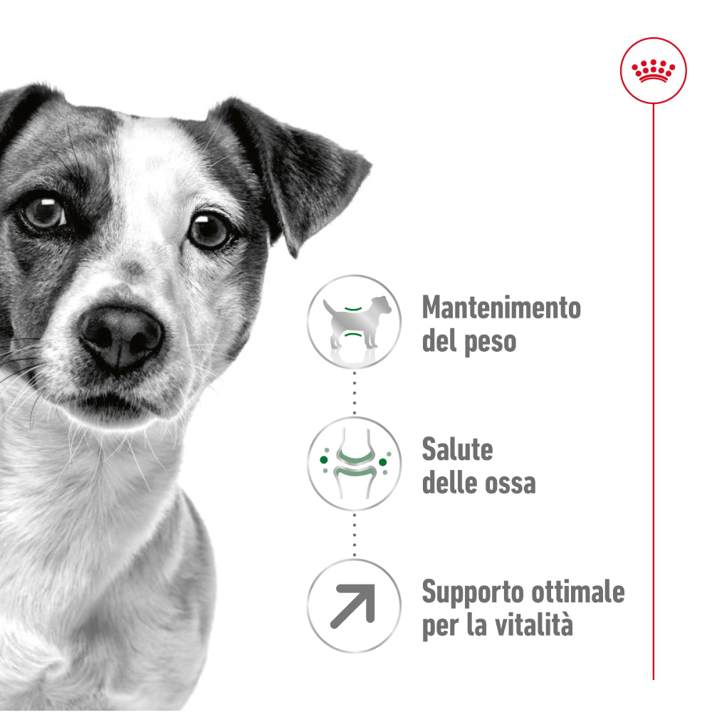 royal-canin-shn-dog-mini-ageing-8-gallery-10