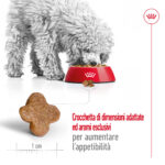 royal-canin-shn-dog-mini-ageing-8-gallery-8