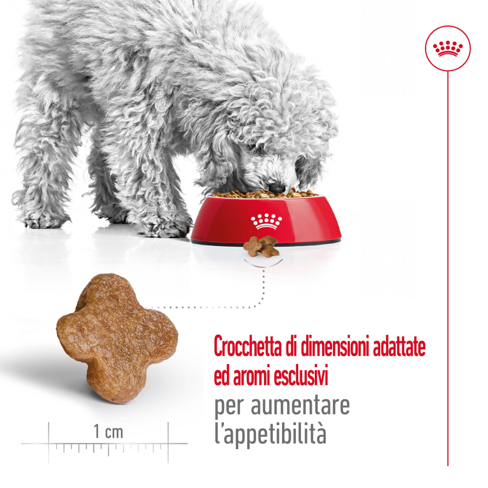 royal-canin-shn-dog-mini-ageing-8-gallery-8