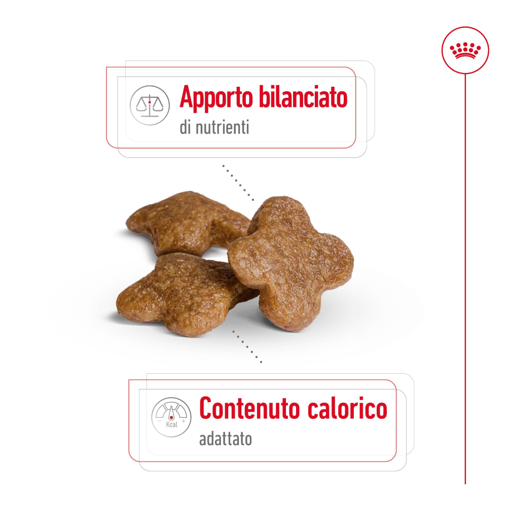royal-canin-shn-dog-mini-ageing-8-gallery-9