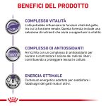 RC-VET-WET-CatMatCons-CV-4-it_IT