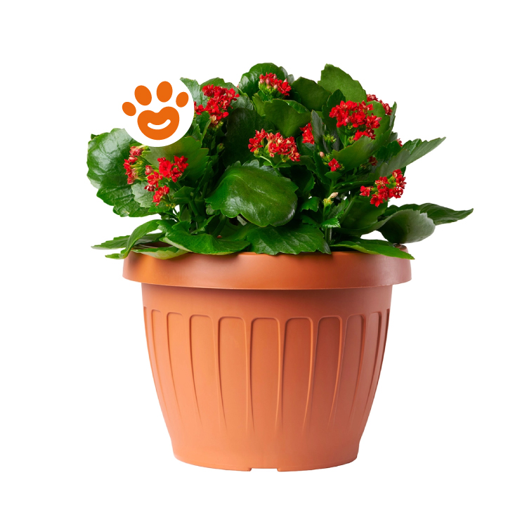 bama-terra-vaso-da-fiori