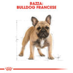 rc-bhn-frenchbulldog (1)