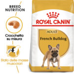 rc-bhn-frenchbulldog (6)