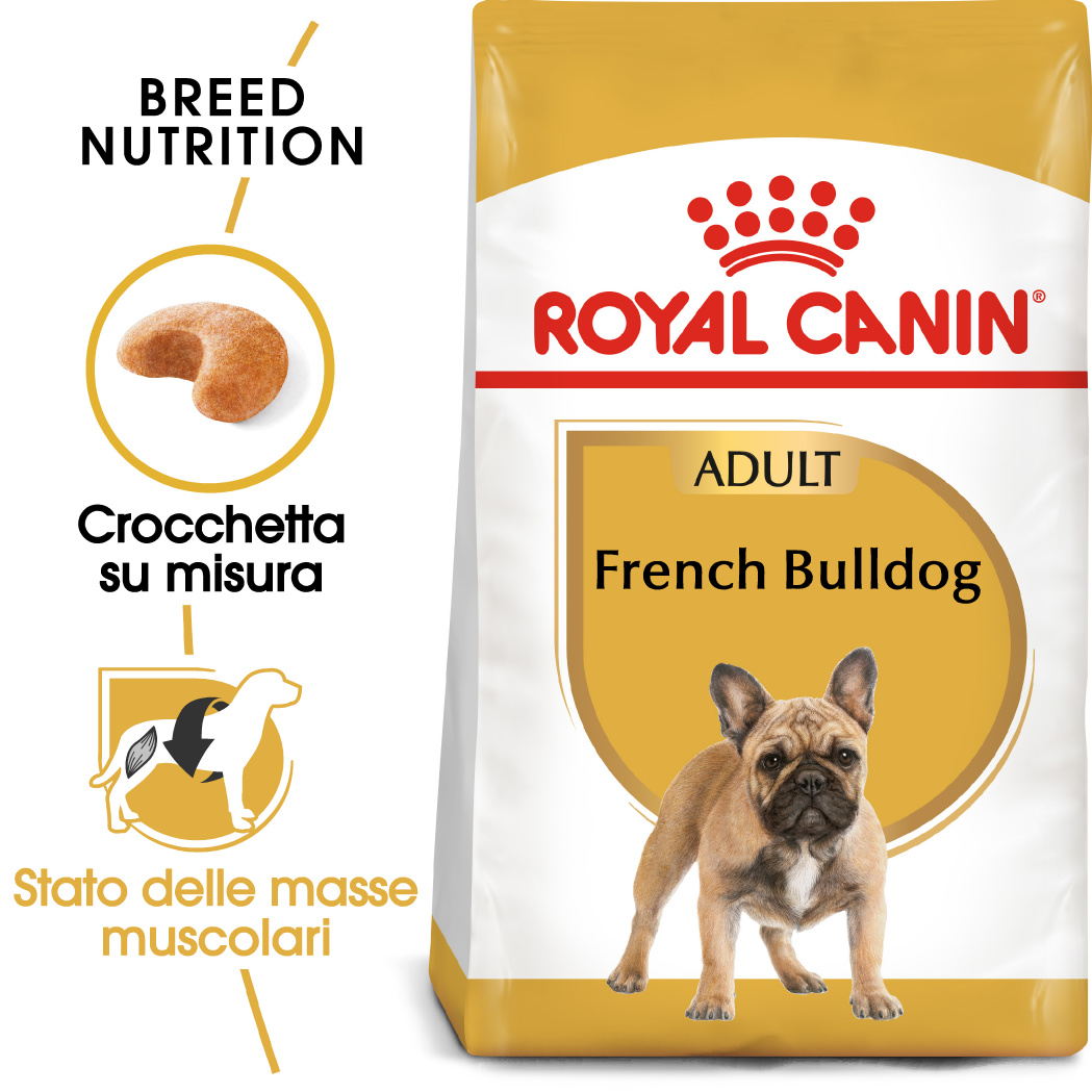 rc-bhn-frenchbulldog (6)