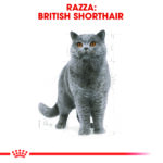 rc-fbn-british-sh (1)