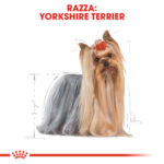 royal-canin-dog-adult-yorkshire-gallery-2