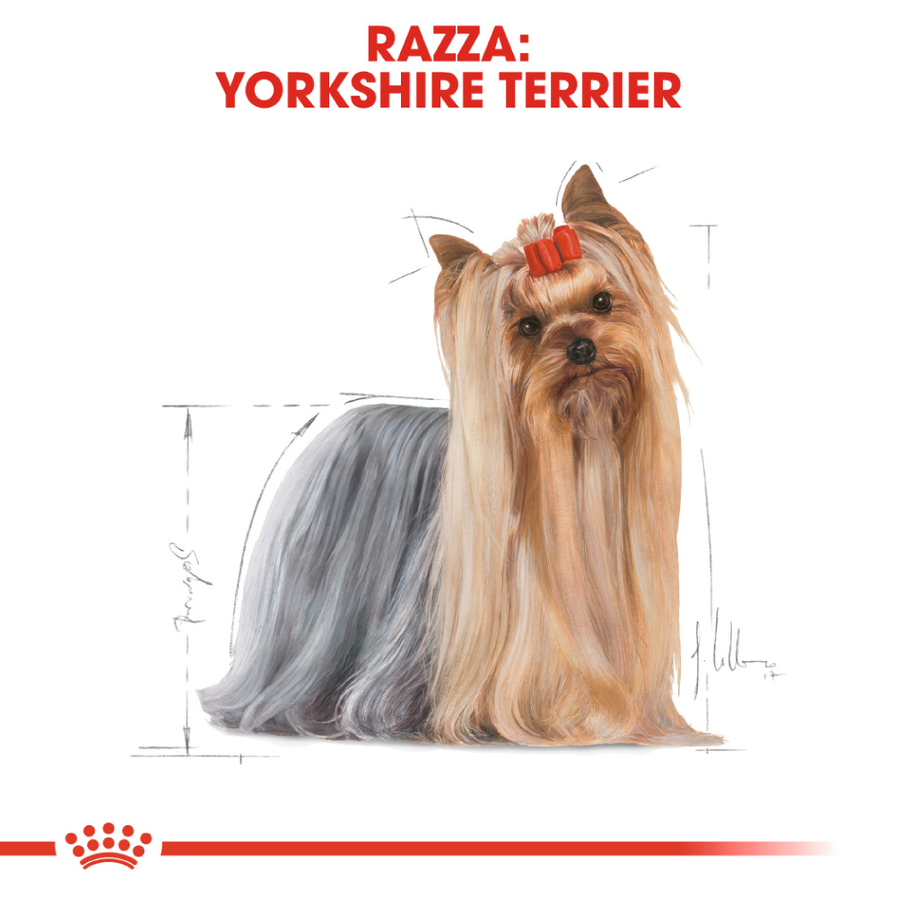 royal-canin-dog-adult-yorkshire-gallery-2