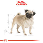 royal-canin-dog-bhn-pug-carlino-adult-gallery-2