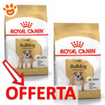 royal-canin-dog-bhn-pug-carlino-adult-mp