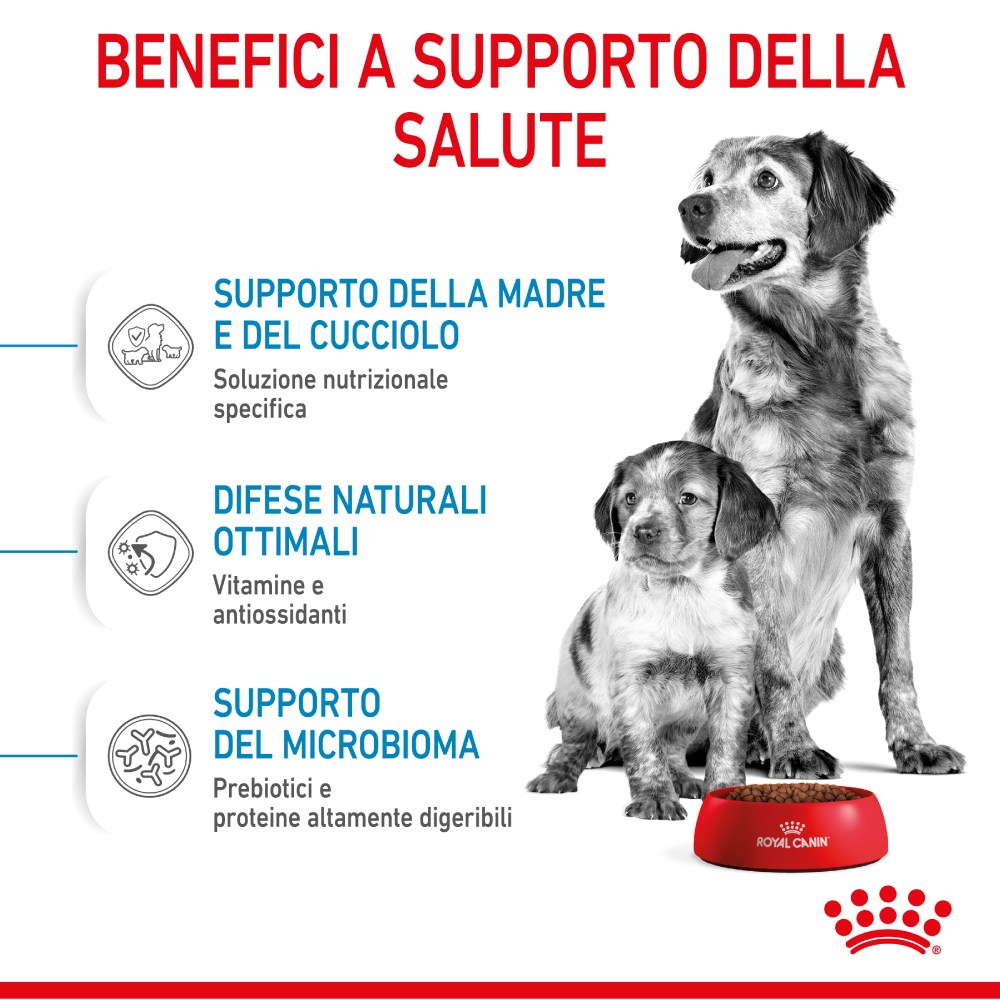royal-canin-dog-medium-starter-motherbabydog-gallery-2