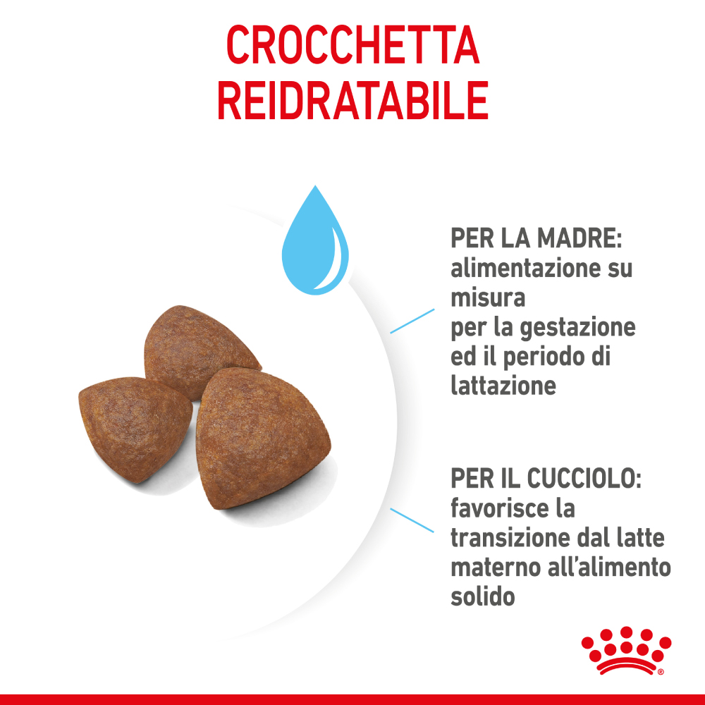 royal-canin-dog-medium-starter-motherbabydog-gallery-3