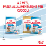 royal-canin-dog-medium-starter-motherbabydog-gallery-4