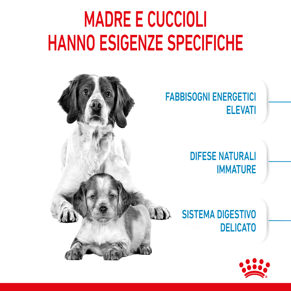 royal-canin-dog-medium-starter-motherbabydog-gallery