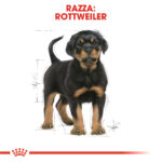 royal-canin-dog-puppy-rottweiler-gallery-2