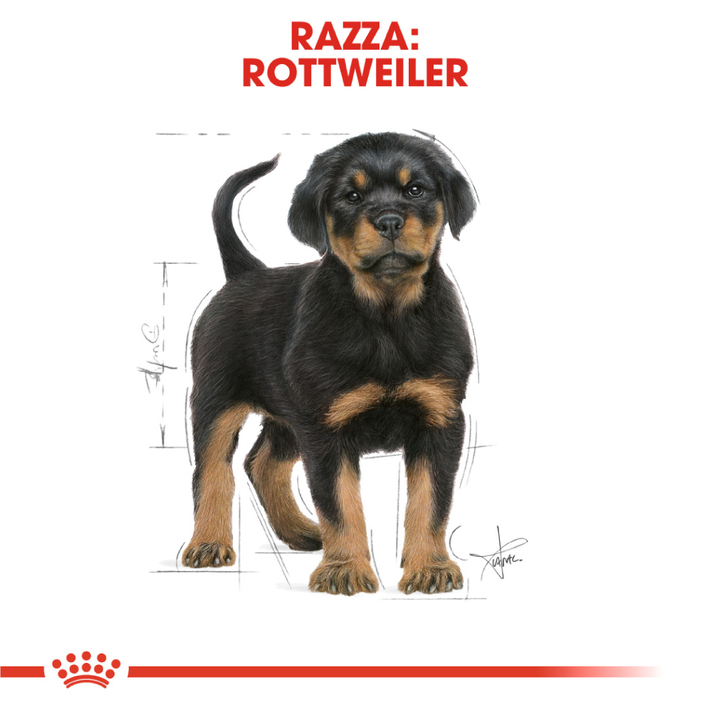 royal-canin-dog-puppy-rottweiler-gallery-2