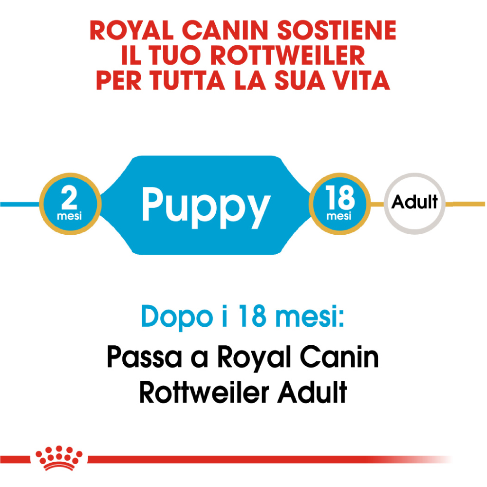 royal-canin-dog-puppy-rottweiler-gallery-4