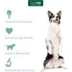 Cane bianco e nero in piedi, Innovet