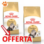 rc-cat-adut-persian-mp