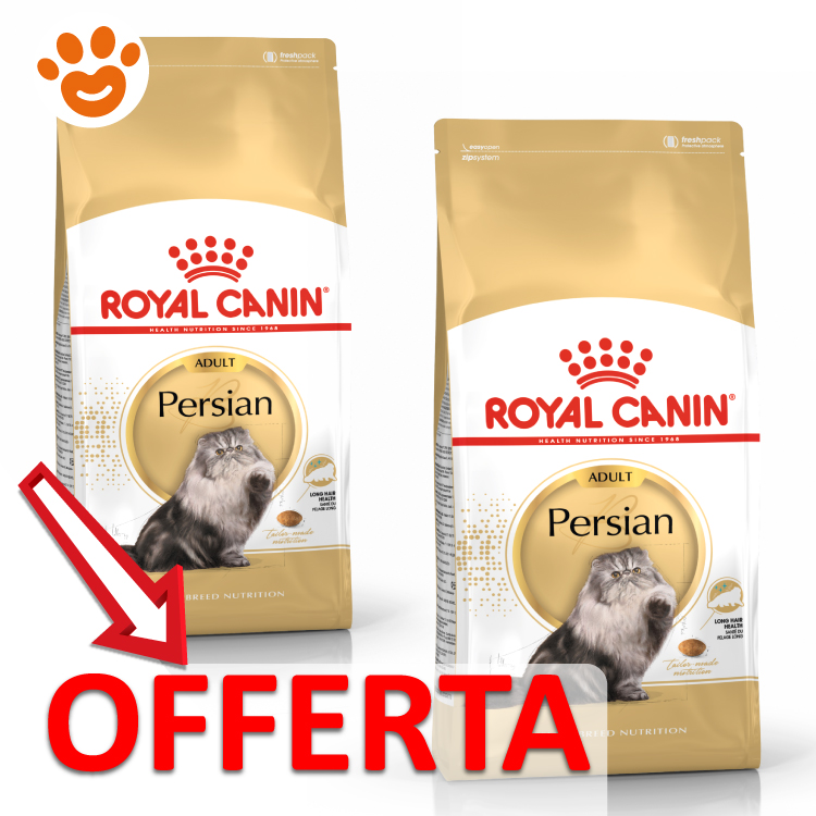 rc-cat-adut-persian-mp