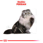 rc-fbn-persian-adult (1)
