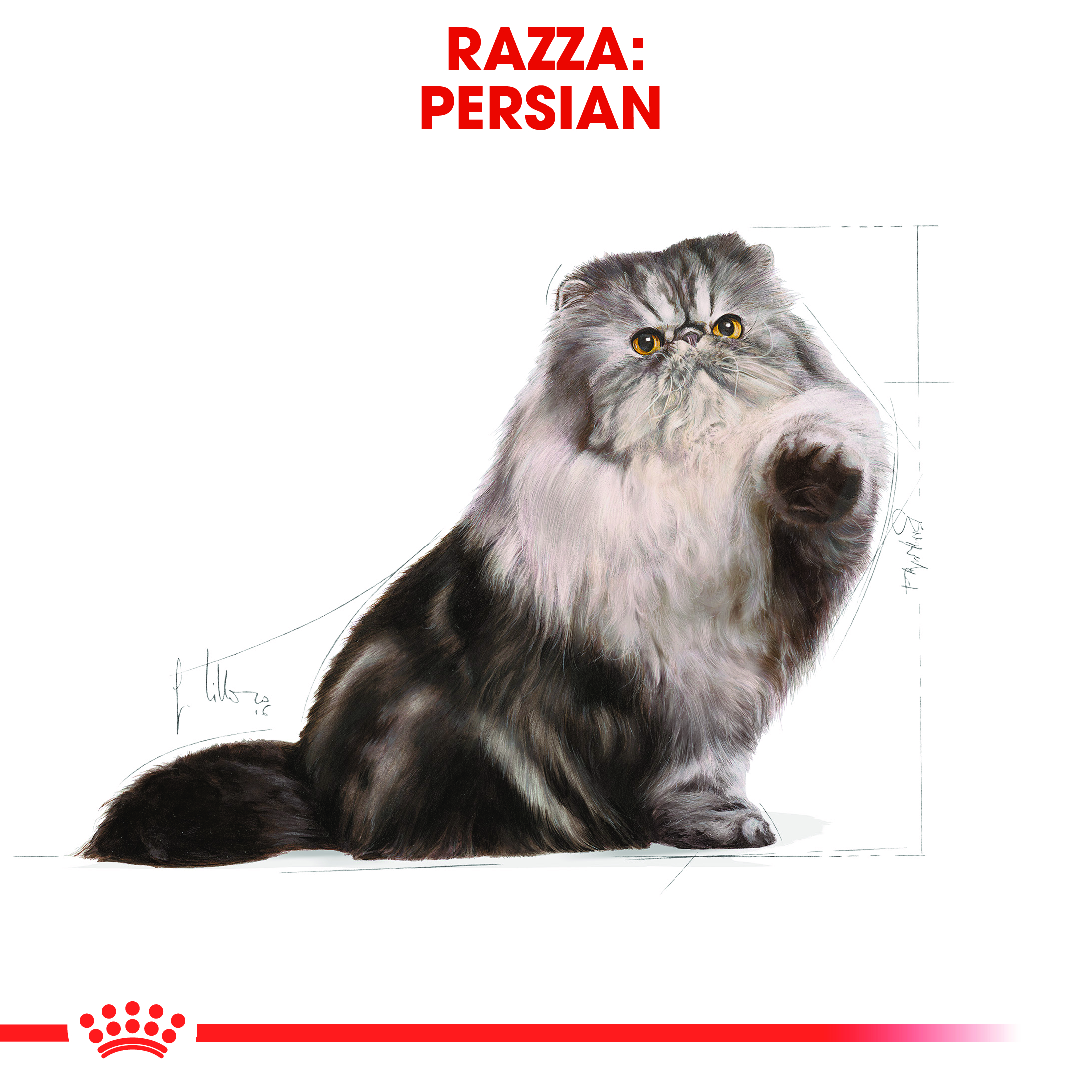 rc-fbn-persian-adult (1)