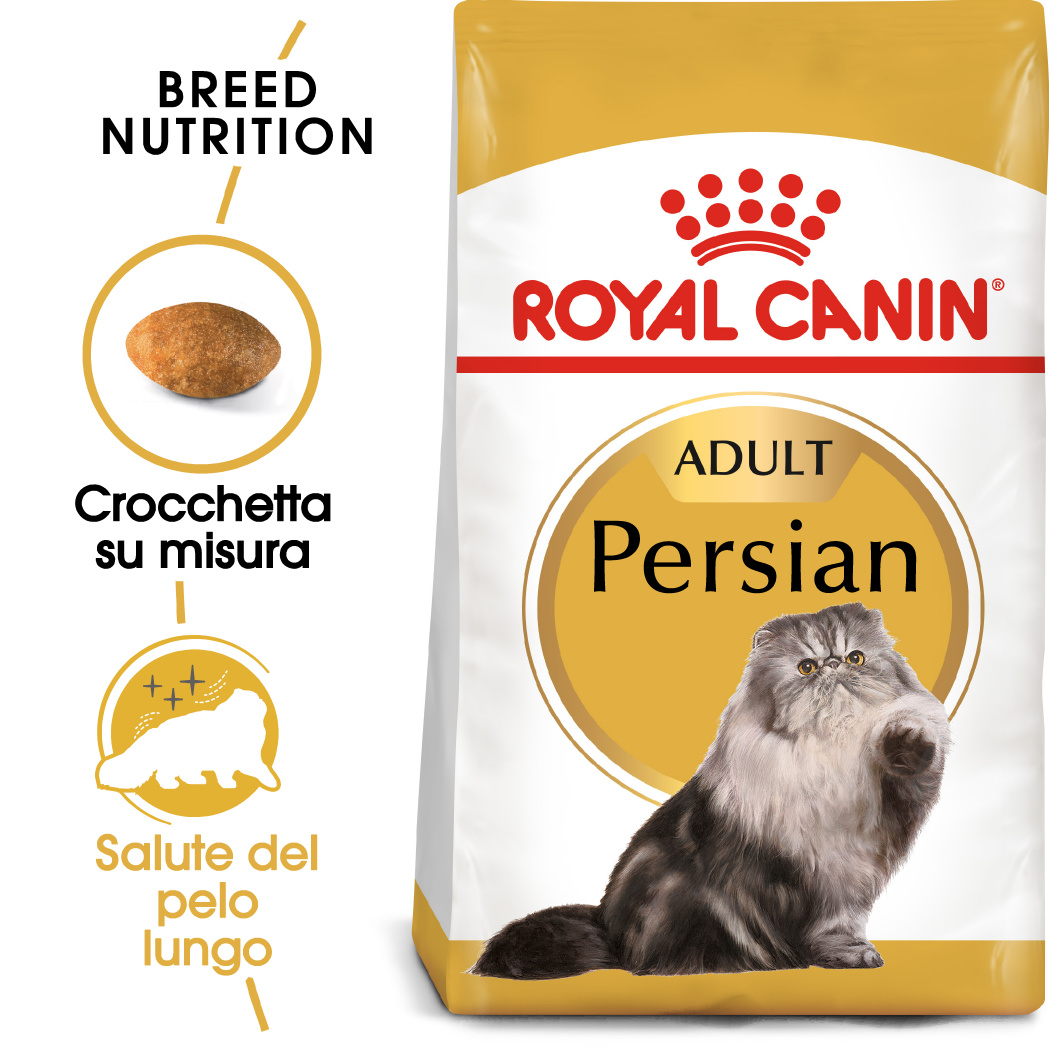 rc-fbn-persian-adult (1)