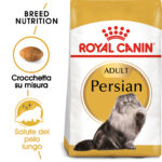 rc-fbn-persian-adult (7)