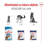 royal-canin-shn-dog-maxi-adult-gallery-3