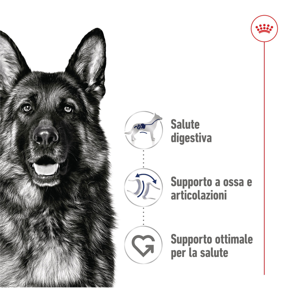 royal-canin-shn-dog-maxi-adult-gallery-5