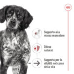 Cane bianco e nero con testo informativo