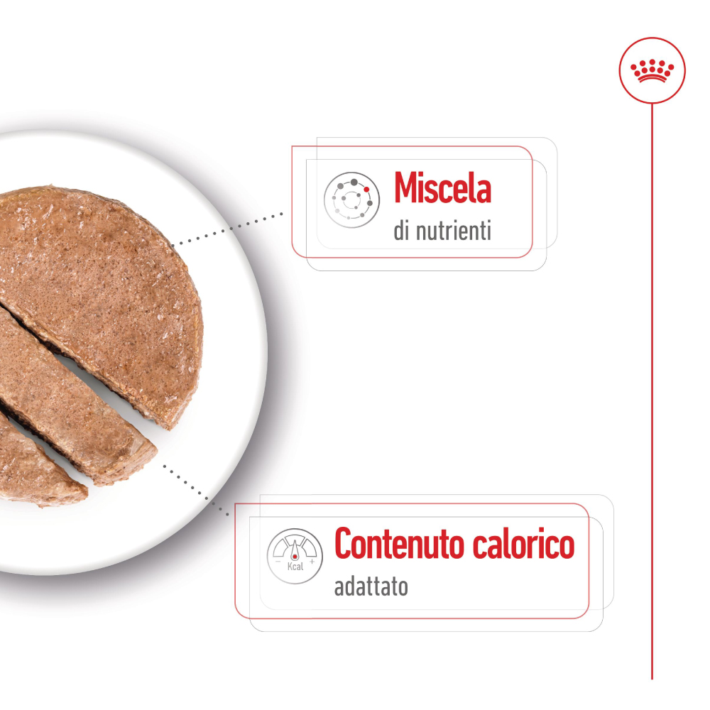Fette di alimento umido per cani su piatto