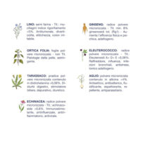 Elenco piante officinali e proprietà benefiche illustrate