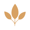 GINSENG GINSENG
