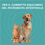 Cane e gatto su sfondo verde acqua