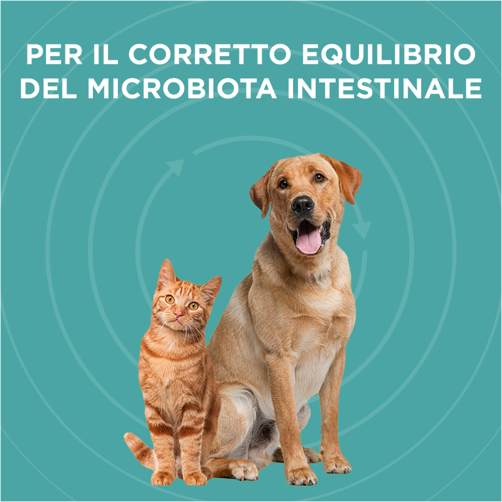 Cane e gatto su sfondo verde acqua