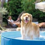 Intex-Piscina-Rigida-per-Cani-152x30cm_10
