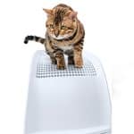 Imac-Lettiera-per-Gatti-Frida-Verde-4
