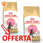 royal-canin-fbn-cat-kitten-maine-coon-mp