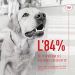 royal-canin-dog-puppy-immunity&digestion-adult-supplements-2